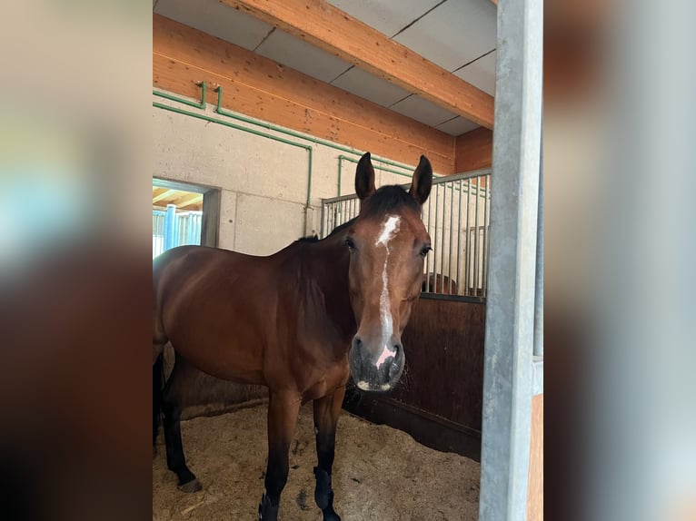 Caballo de deporte alemán Caballo castrado 9 años 170 cm Castaño in Sterzing