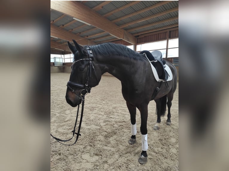 Caballo de deporte alemán Caballo castrado 9 años 170 cm Castaño oscuro in Ditzingen