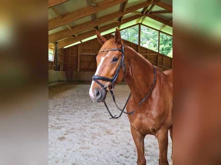 Caballo de deporte alemán Caballo castrado 9 años 171 cm Alazán in Überlingen