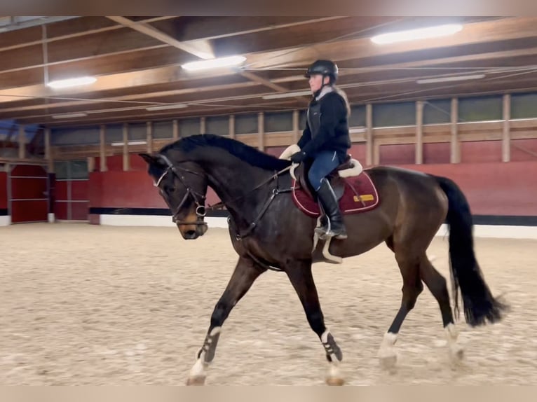 Caballo de deporte alemán Caballo castrado 9 años 171 cm Morcillo in Schlins