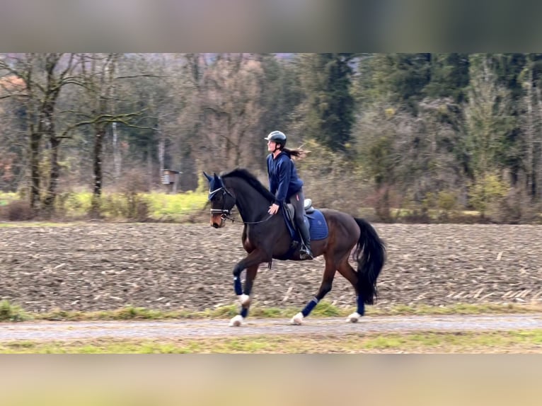 Caballo de deporte alemán Caballo castrado 9 años 171 cm Morcillo in Schlins