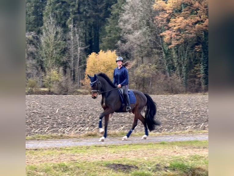 Caballo de deporte alemán Caballo castrado 9 años 171 cm Morcillo in Schlins