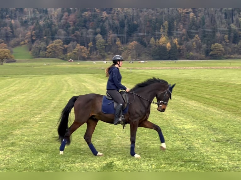 Caballo de deporte alemán Caballo castrado 9 años 171 cm Morcillo in Schlins