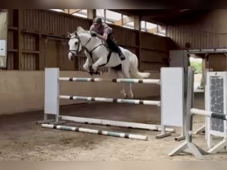 Caballo de deporte alemán Caballo castrado 9 años 171 cm Tordo in Rottweil