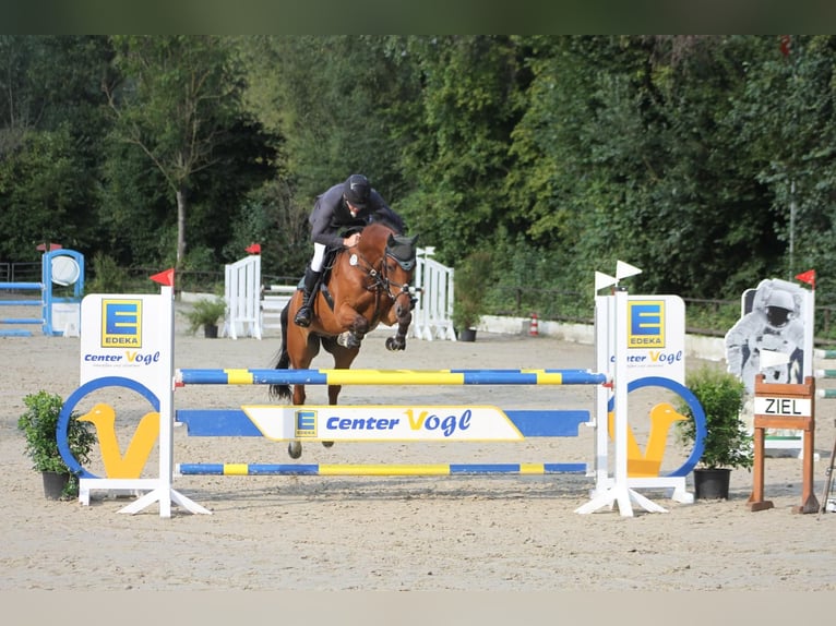 Caballo de deporte alemán Caballo castrado 9 años 172 cm Castaño in Dierdorf