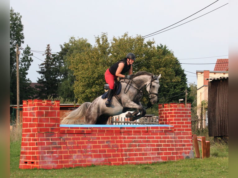 Caballo de deporte alemán Caballo castrado 9 años 172 cm Tordo picazo in Milzau