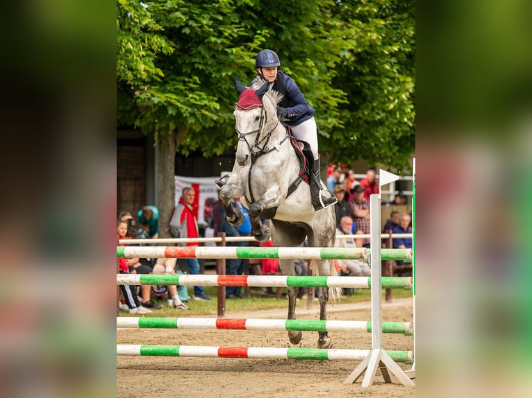 Caballo de deporte alemán Caballo castrado 9 años 172 cm Tordo picazo in Milzau