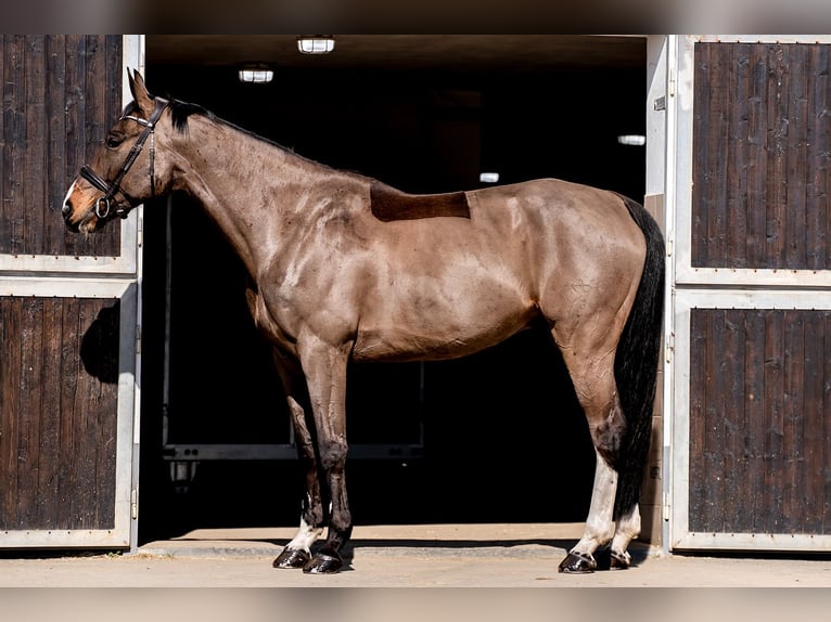 Caballo de deporte alemán Caballo castrado 9 años 173 cm Castaño oscuro in Ballenstedt