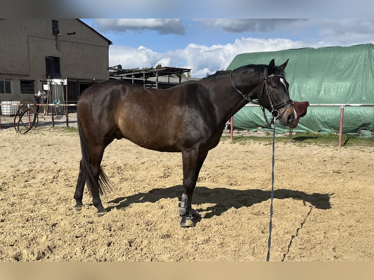 Caballo de deporte alemán Caballo castrado 9 años 173 cm Castaño oscuro in Norderstedt