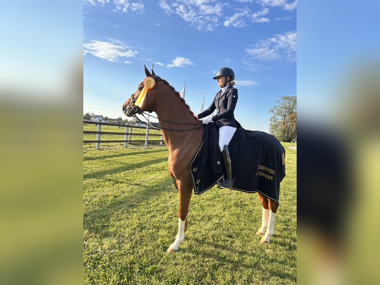 Caballo de deporte alemán Caballo castrado 9 años 174 cm Alazán in Parsdorf