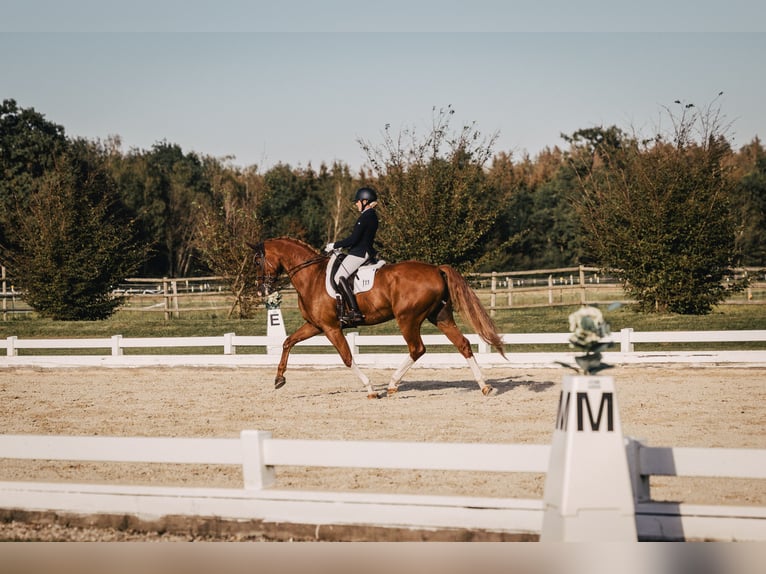 Caballo de deporte alemán Caballo castrado 9 años 174 cm Alazán in Parsdorf