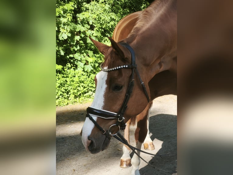 Caballo de deporte alemán Caballo castrado 9 años 174 cm Alazán in Braunschweig