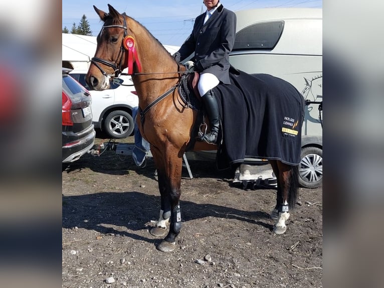 Caballo de deporte alemán Caballo castrado 9 años 174 cm Castaño in Kümmersbruck