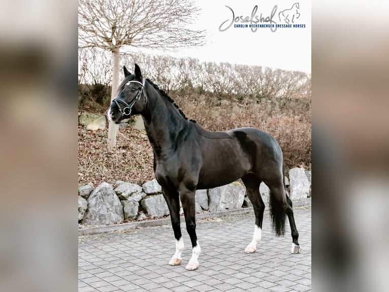 Caballo de deporte alemán Caballo castrado 9 años 174 cm Negro in Oberstadion