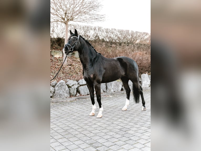 Caballo de deporte alemán Caballo castrado 9 años 174 cm Negro in Oberstadion