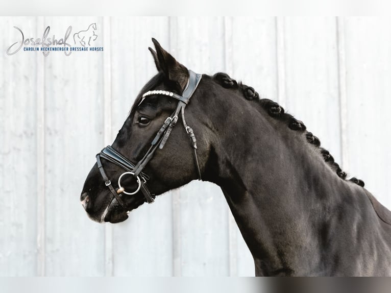 Caballo de deporte alemán Caballo castrado 9 años 174 cm Negro in Oberstadion