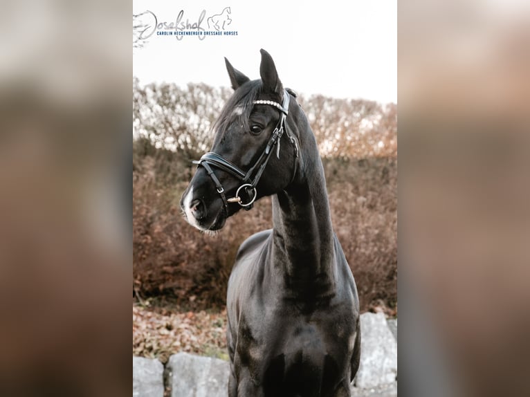 Caballo de deporte alemán Caballo castrado 9 años 174 cm Negro in Oberstadion