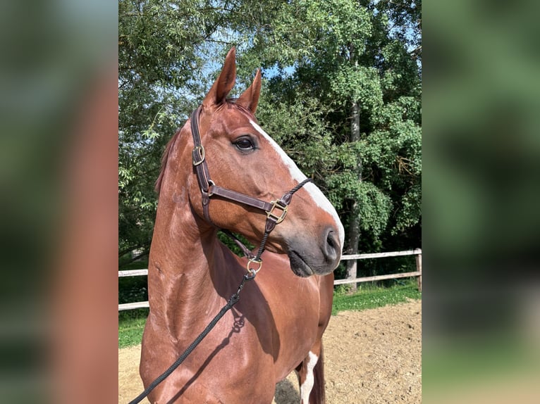 Caballo de deporte alemán Caballo castrado 9 años 175 cm Alazán in Wiesbaden