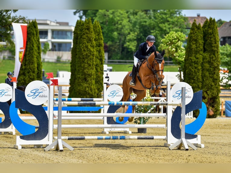 Caballo de deporte alemán Caballo castrado 9 años 175 cm Alazán in Eberstalzell