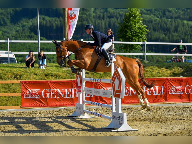 Caballo de deporte alemán Caballo castrado 9 años 175 cm Alazán in Eberstalzell