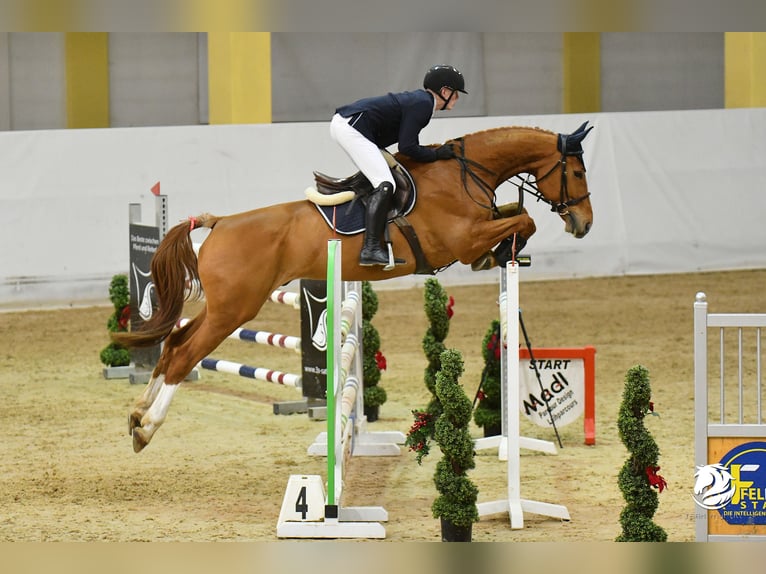 Caballo de deporte alemán Caballo castrado 9 años 175 cm Alazán in Eberstalzell