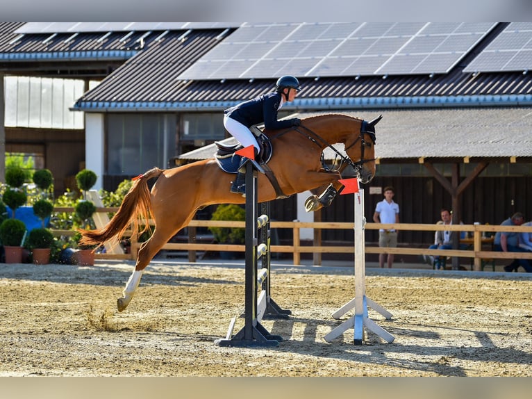 Caballo de deporte alemán Caballo castrado 9 años 175 cm Alazán in Eberstalzell