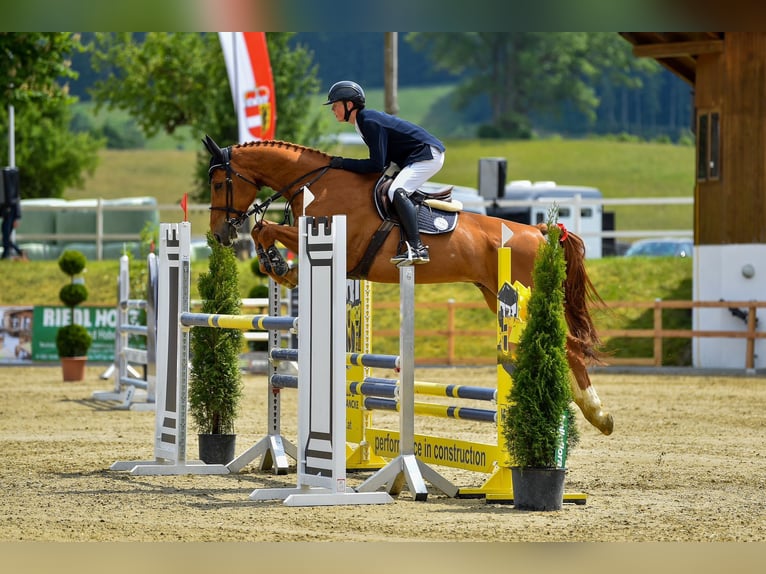 Caballo de deporte alemán Caballo castrado 9 años 175 cm Alazán in Eberstalzell