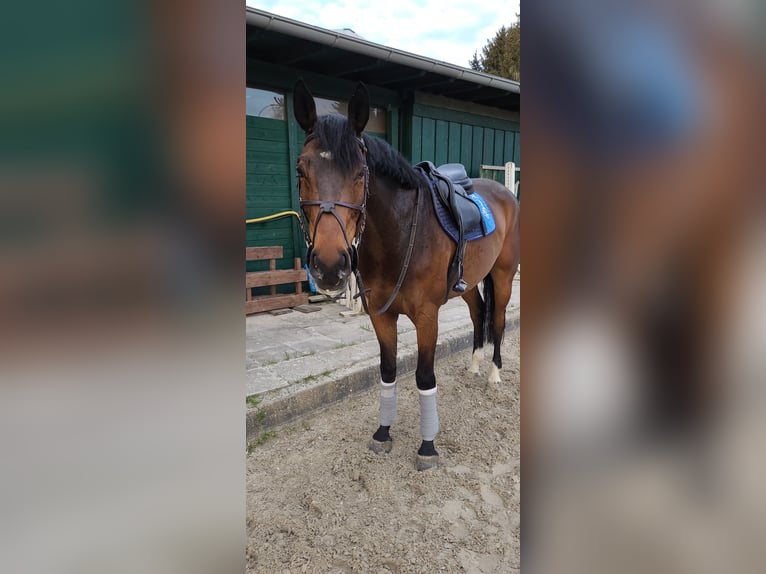 Caballo de deporte alemán Caballo castrado 9 años 175 cm Castaño in Pulheim