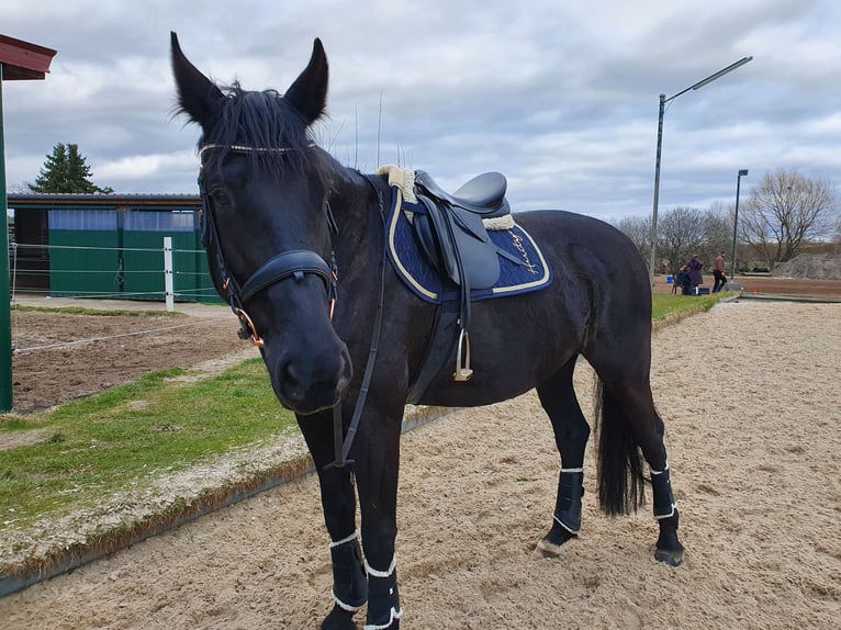 Caballo de deporte alemán Caballo castrado 9 años 175 cm Negro in Zossen