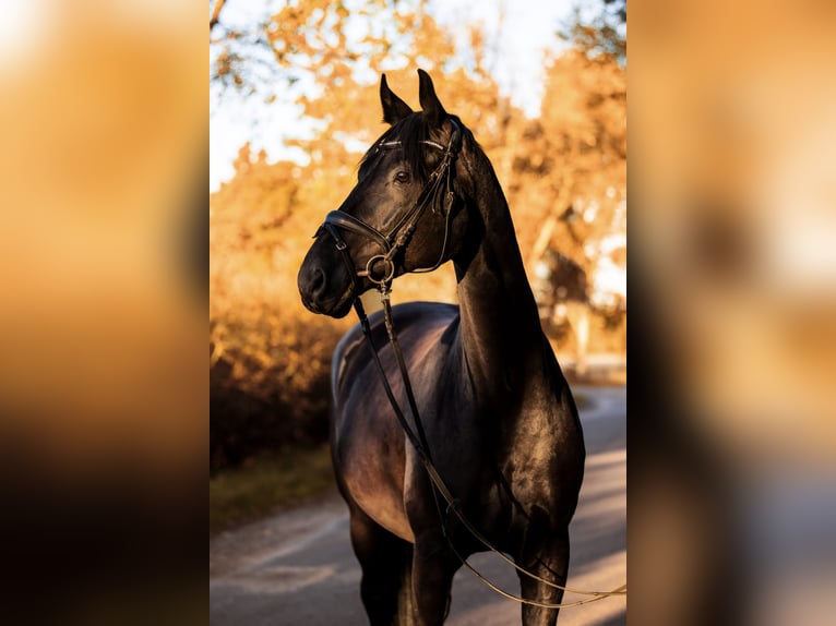 Caballo de deporte alemán Caballo castrado 9 años 175 cm Negro in Zossen