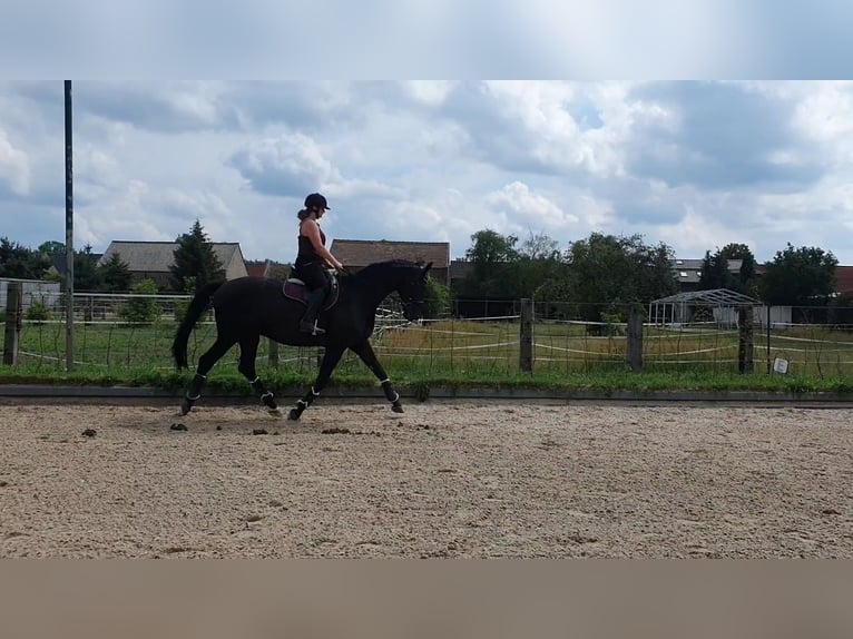 Caballo de deporte alemán Caballo castrado 9 años 175 cm Negro in Zossen
