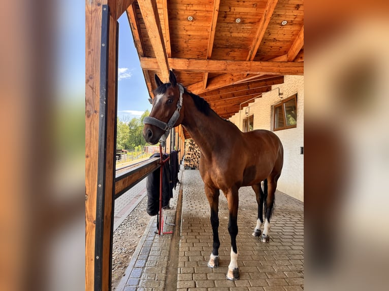 Caballo de deporte alemán Caballo castrado 9 años 176 cm Castaño in Bielsko-Biała