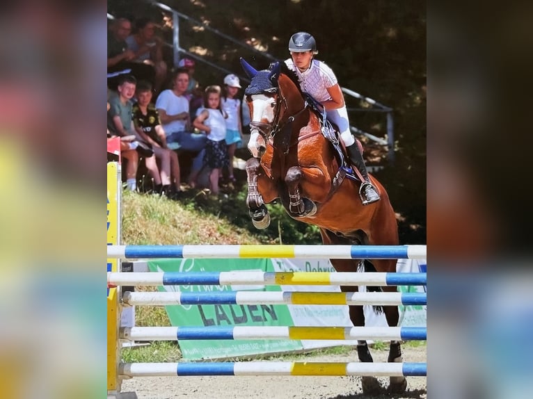 Caballo de deporte alemán Caballo castrado 9 años 176 cm Castaño in DanstedtWernigerode