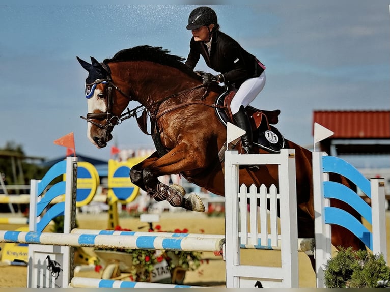 Caballo de deporte alemán Caballo castrado 9 años 176 cm Castaño in DanstedtWernigerode