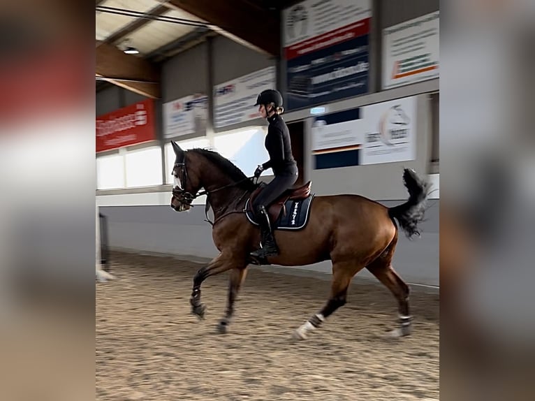 Caballo de deporte alemán Caballo castrado 9 años 176 cm Castaño in DanstedtWernigerode