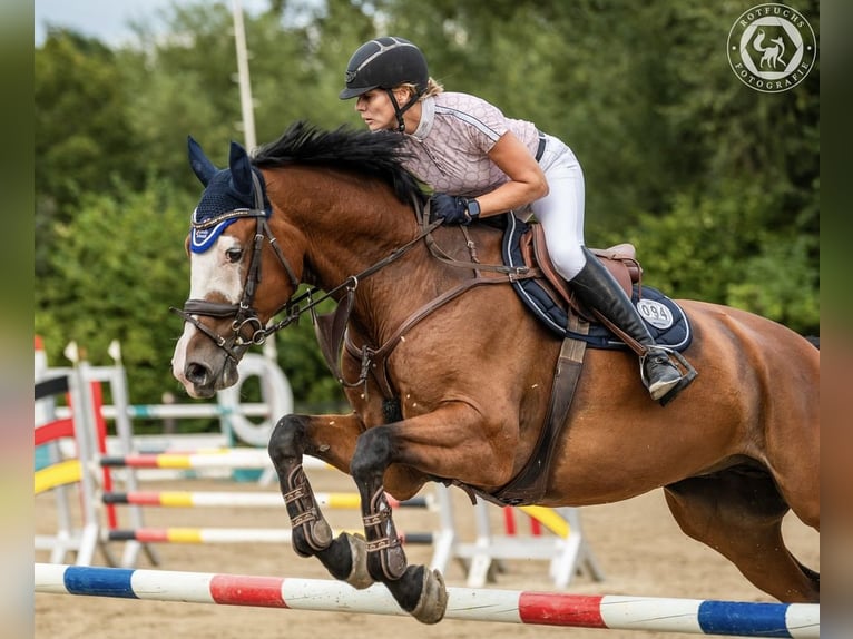 Caballo de deporte alemán Caballo castrado 9 años 176 cm Castaño in DanstedtWernigerode