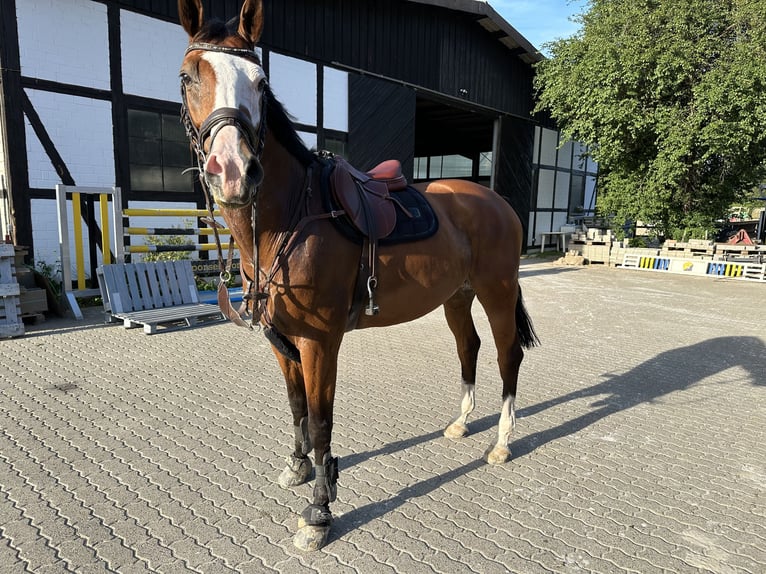 Caballo de deporte alemán Caballo castrado 9 años 176 cm Castaño in DanstedtWernigerode