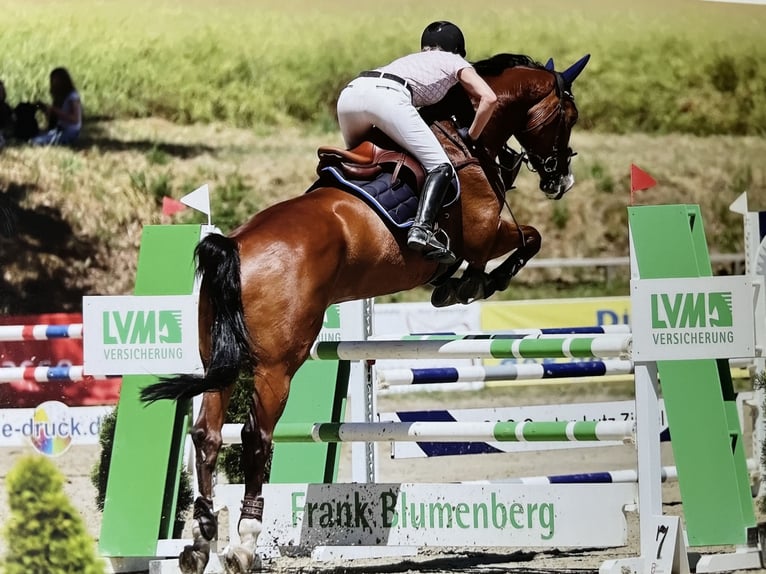 Caballo de deporte alemán Caballo castrado 9 años 176 cm Castaño in DanstedtWernigerode