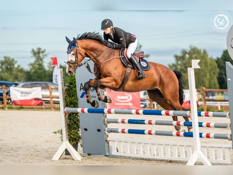 Caballo de deporte alemán Caballo castrado 9 años 176 cm Castaño in DanstedtWernigerode