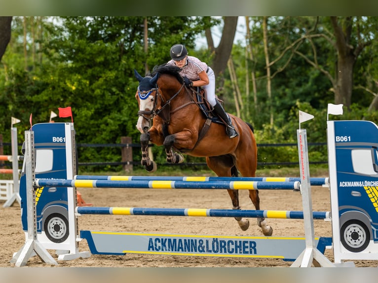 Caballo de deporte alemán Caballo castrado 9 años 176 cm Castaño in DanstedtWernigerode