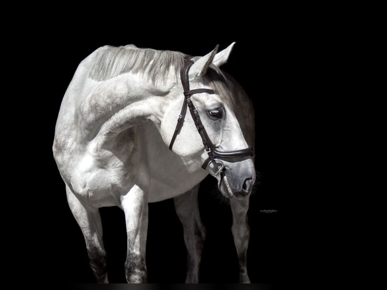 Caballo de deporte alemán Caballo castrado 9 años 176 cm Tordo picazo in Satteins