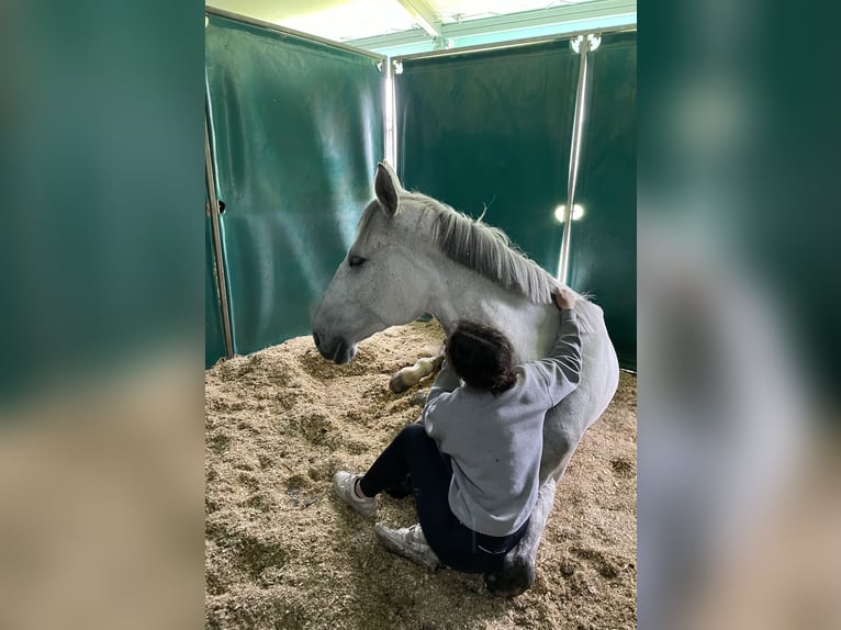 Caballo de deporte alemán Caballo castrado 9 años 176 cm Tordo picazo in Satteins