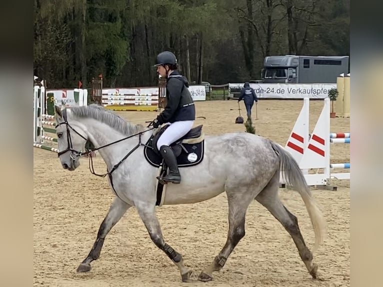 Caballo de deporte alemán Caballo castrado 9 años 176 cm Tordo picazo in Satteins