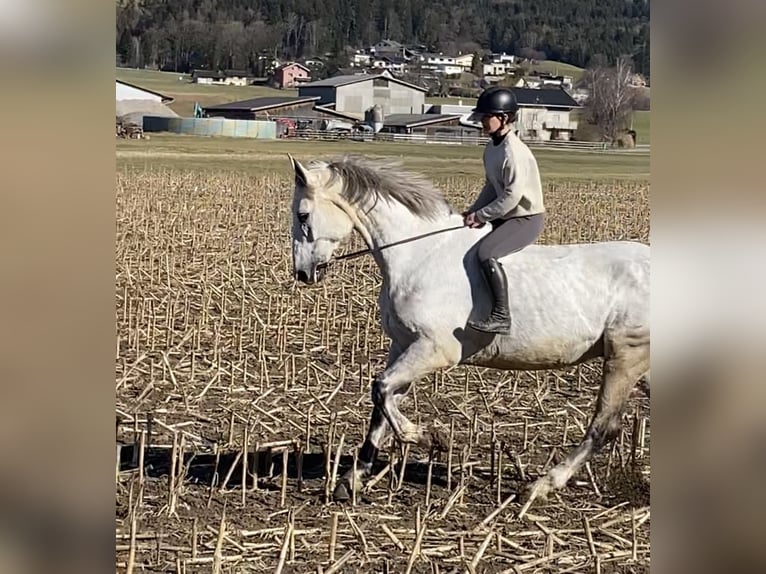 Caballo de deporte alemán Caballo castrado 9 años 176 cm Tordo picazo in Satteins