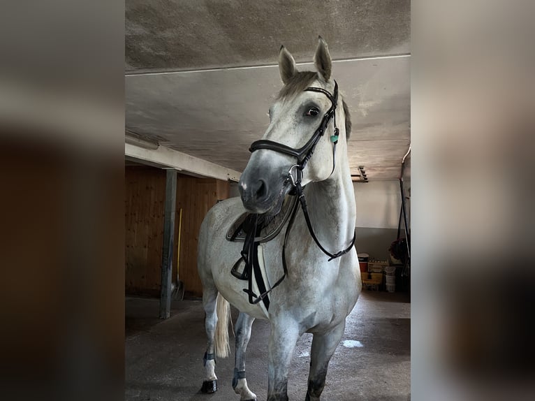 Caballo de deporte alemán Caballo castrado 9 años 176 cm Tordo picazo in Satteins