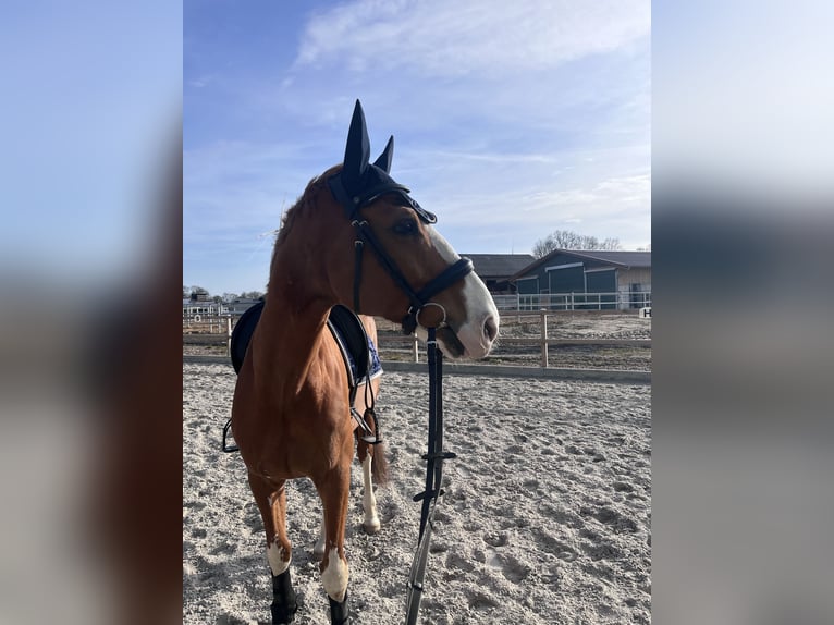 Caballo de deporte alemán Caballo castrado 9 años 177 cm Alazán in Geestland-Bad Bederkesa