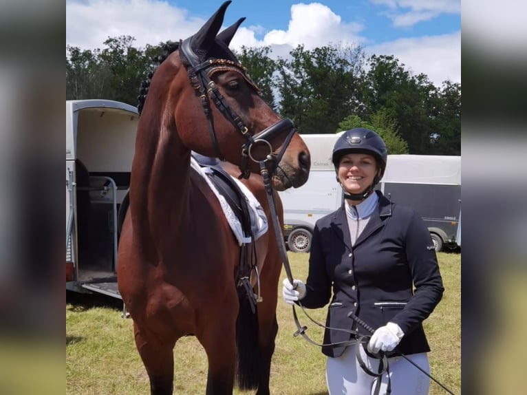 Caballo de deporte alemán Caballo castrado 9 años 177 cm Castaño in Gäufelden