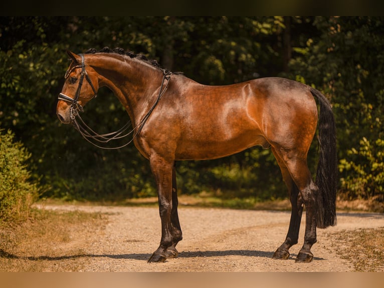 Caballo de deporte alemán Caballo castrado 9 años 177 cm Castaño oscuro in Wehringen