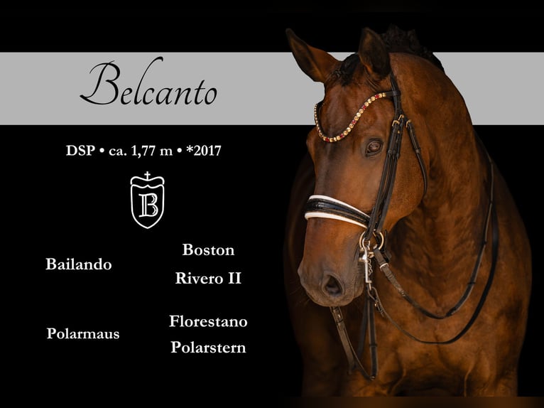 Caballo de deporte alemán Caballo castrado 9 años 177 cm Castaño oscuro in Wehringen