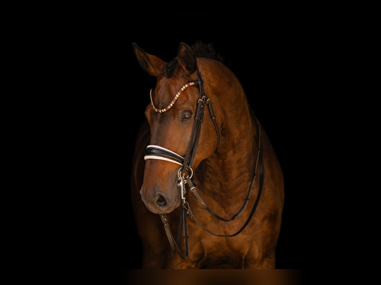 Caballo de deporte alemán Caballo castrado 9 años 177 cm Castaño oscuro in Wehringen